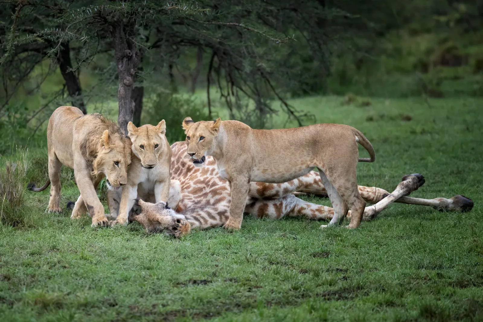 Safari in Masai Mara