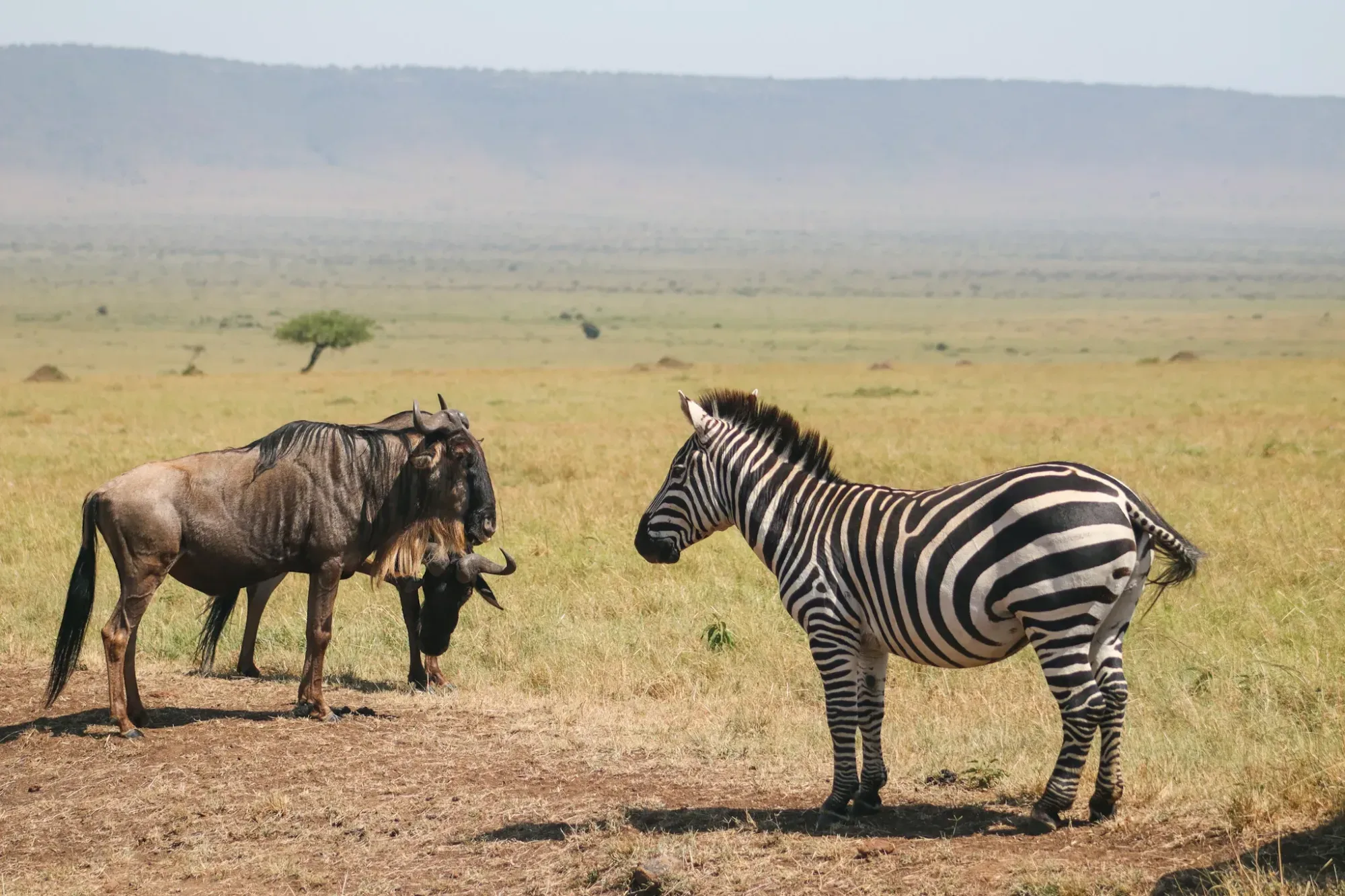 Safari in Masai Mara