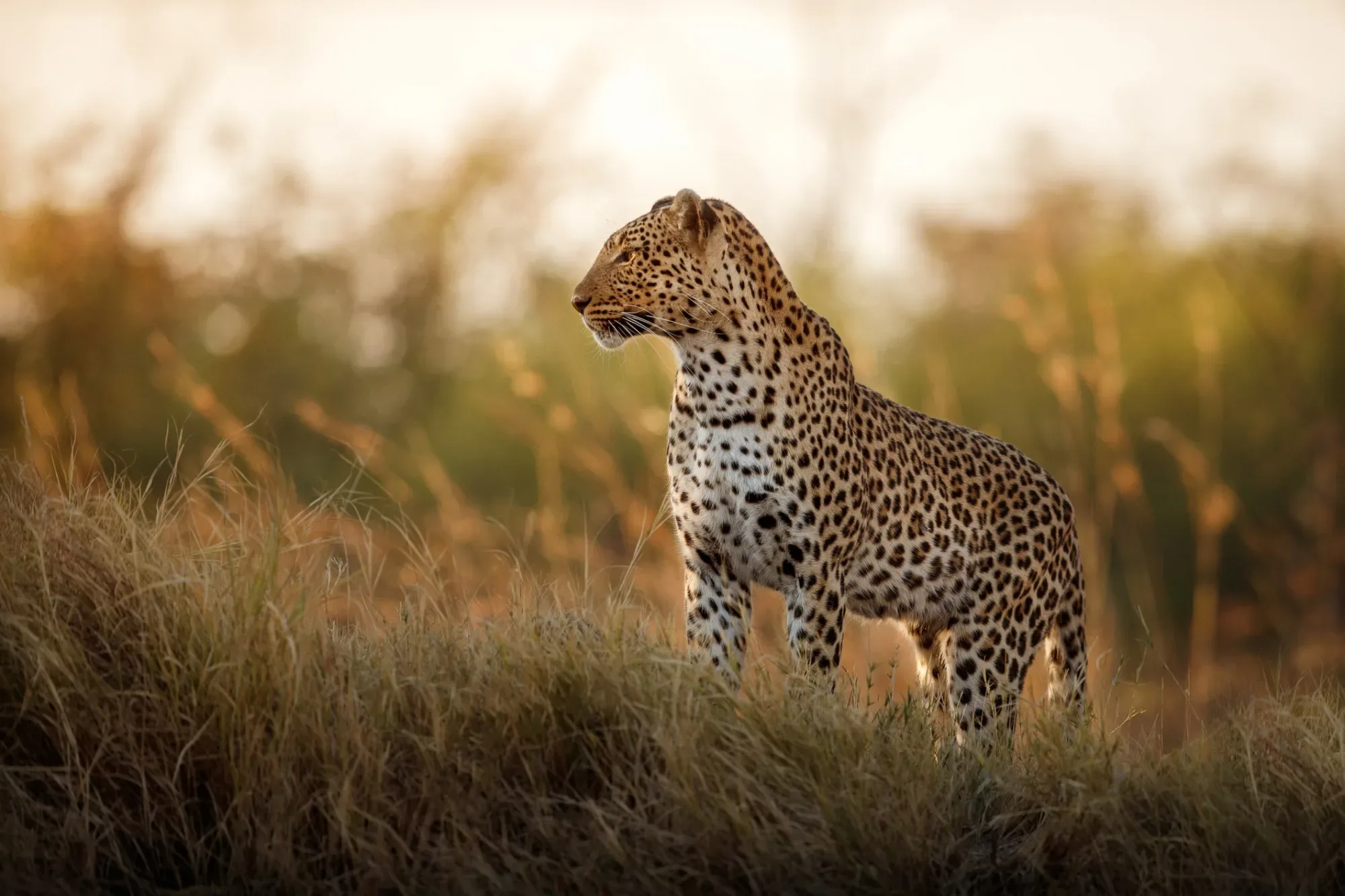 Safari in Masai Mara