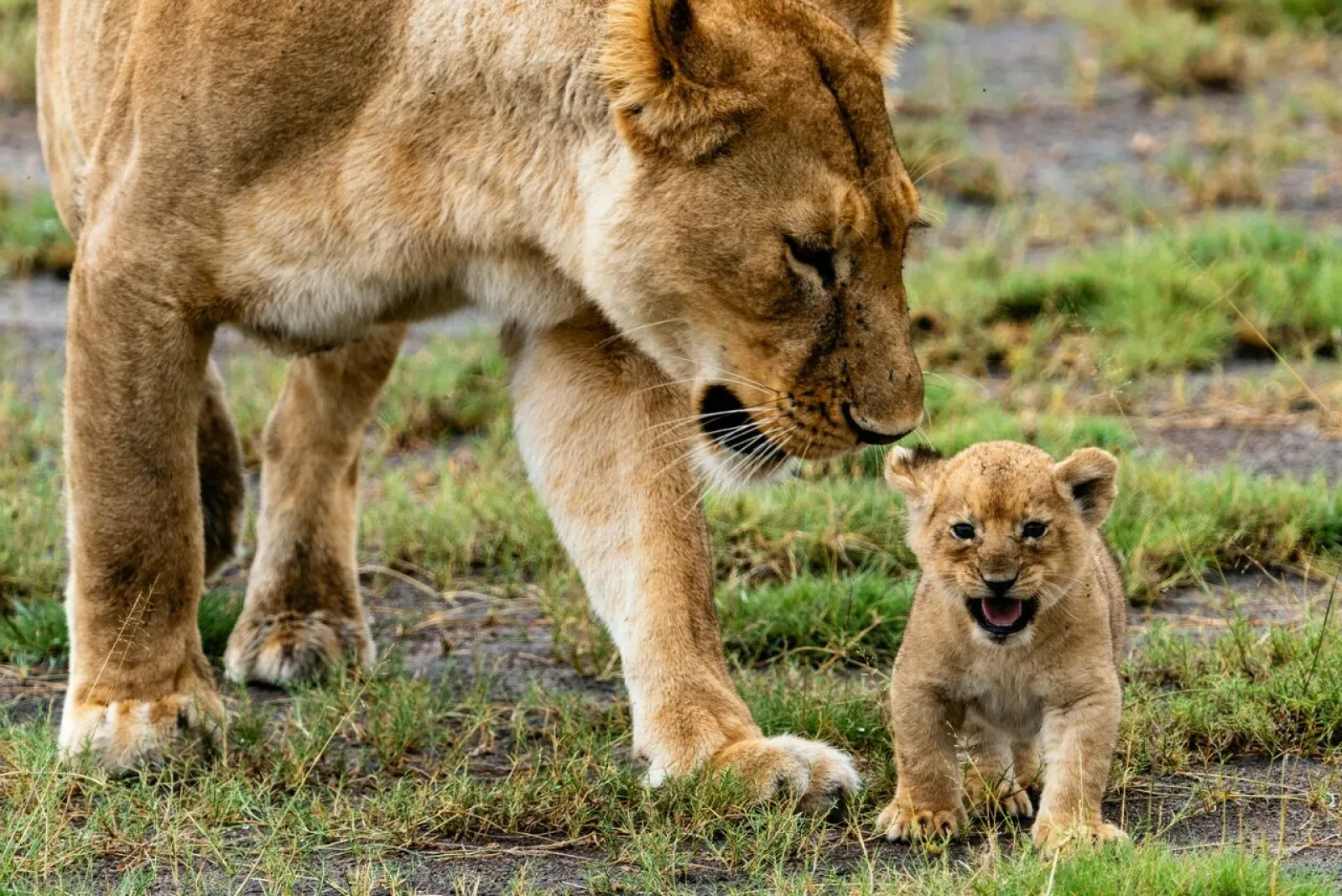 Safari in Masai Mara