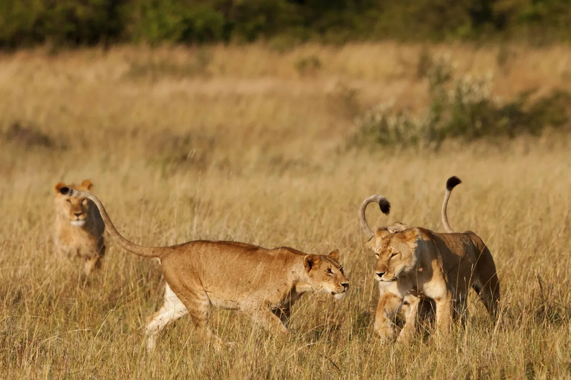Safari in Masai Mara