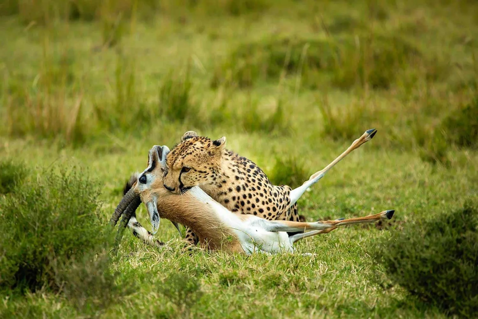 Safari in Masai Mara