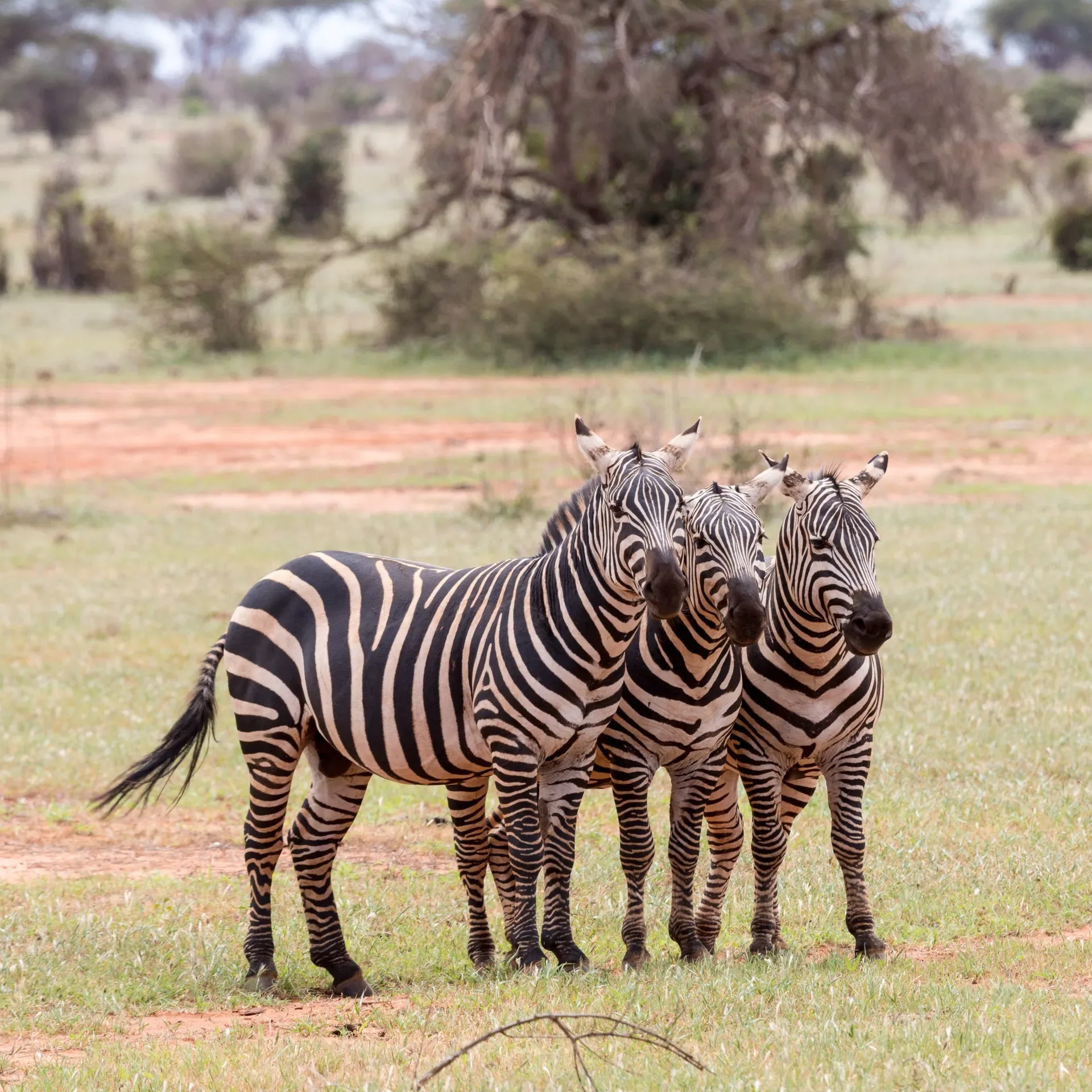 Safari in Masai Mara