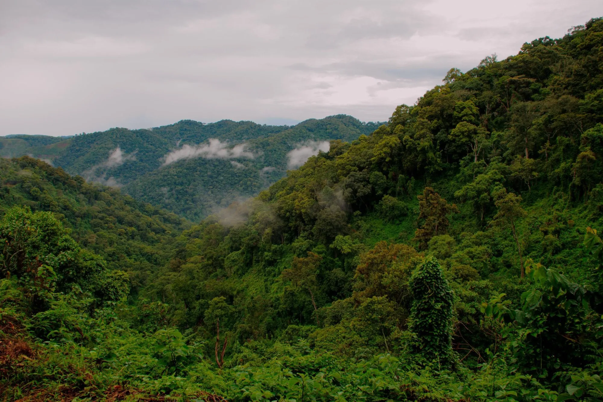 Safari in Mgahinga Gorilla National Park