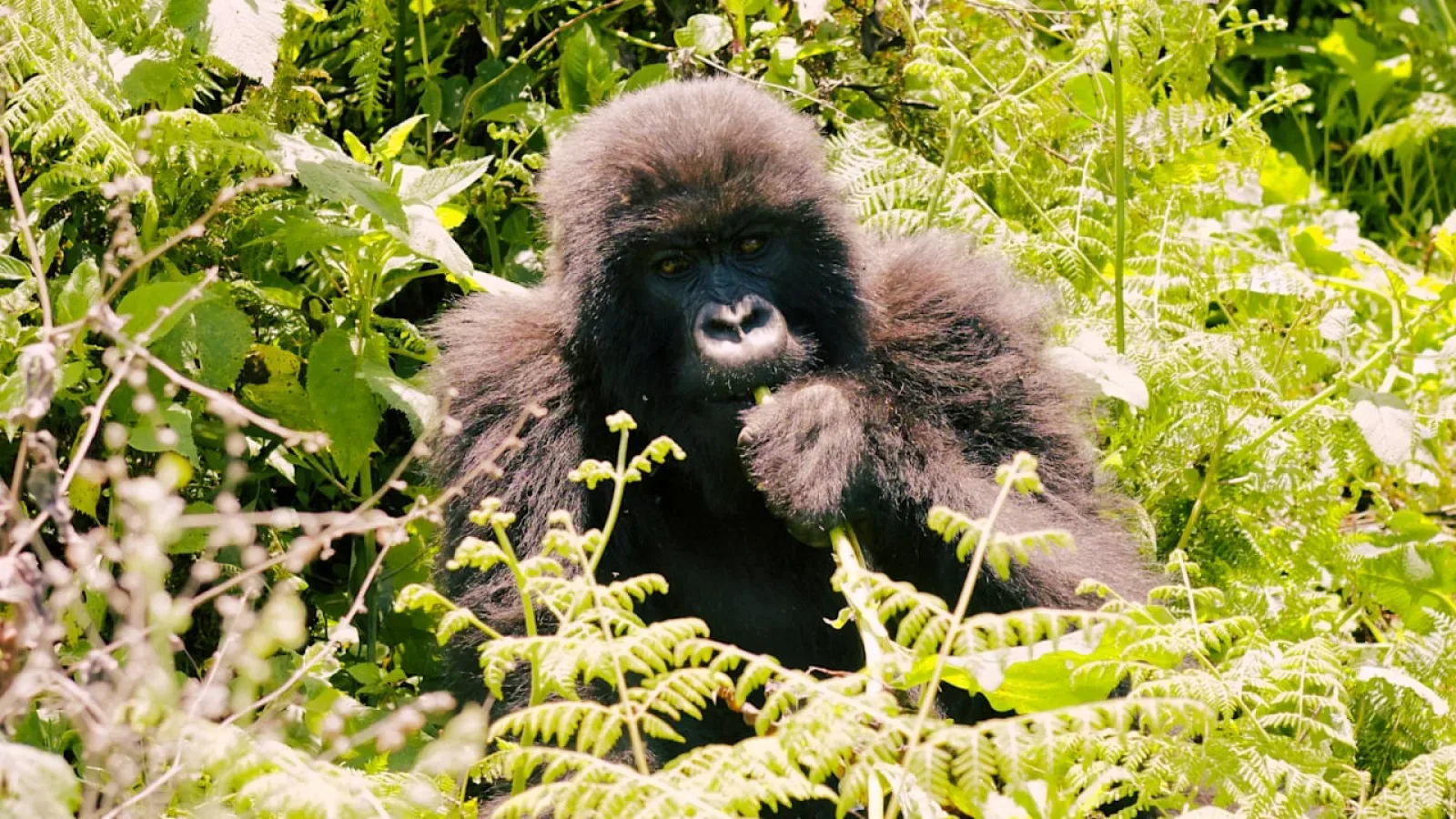 Safari in Murchison Falls