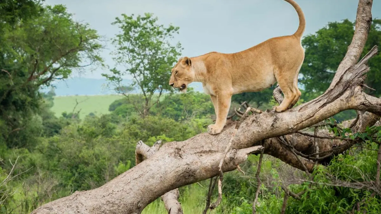 Safari in Murchison Falls