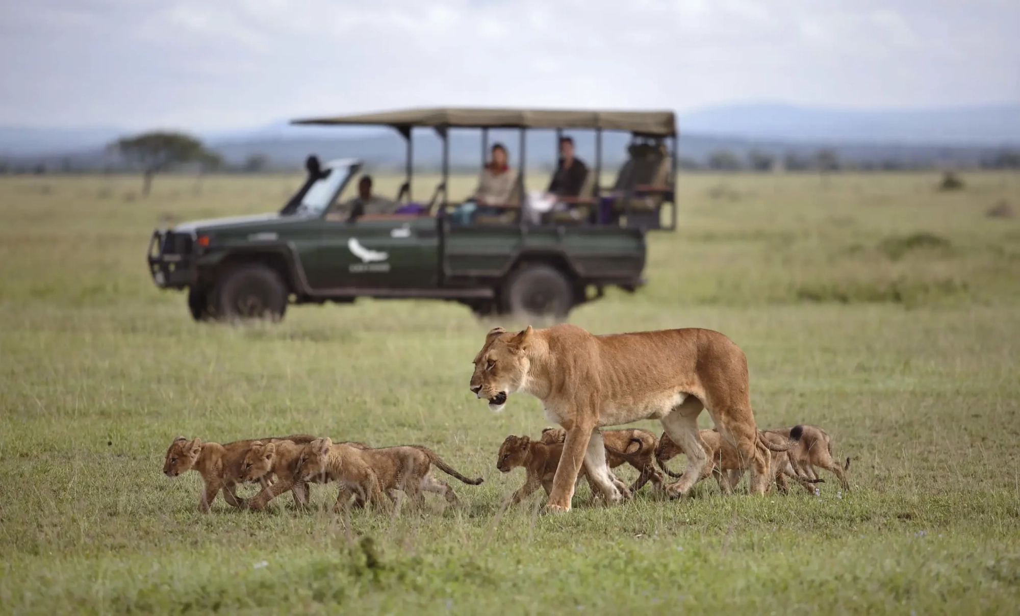 Safari in Ngorongoro