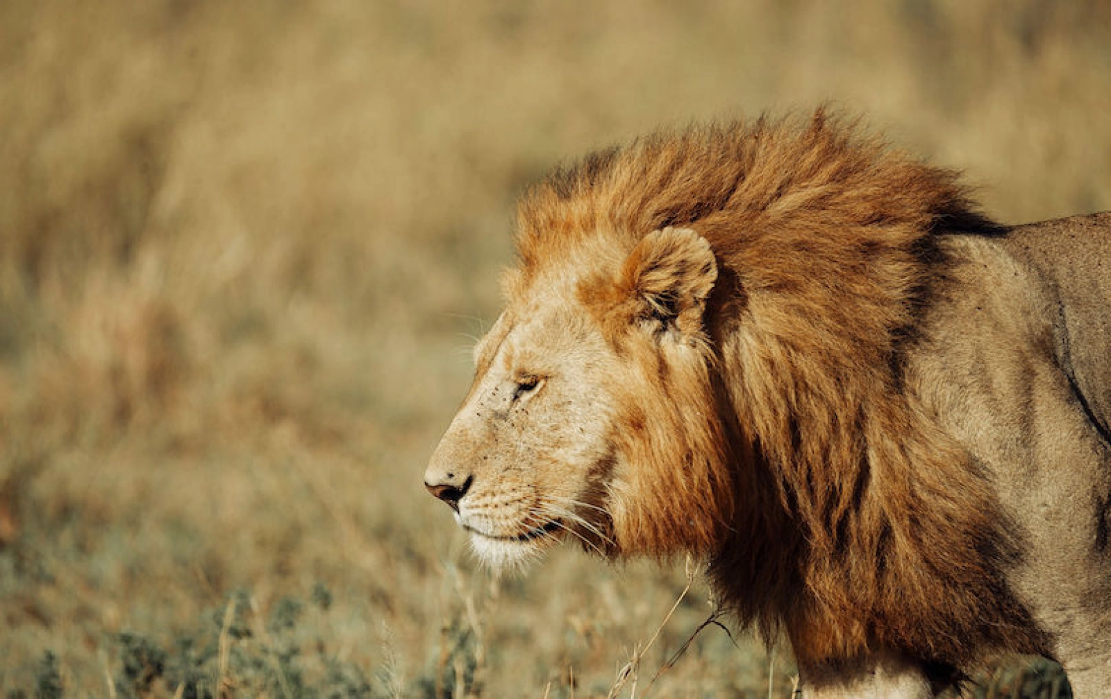 Safari in Ngorongoro