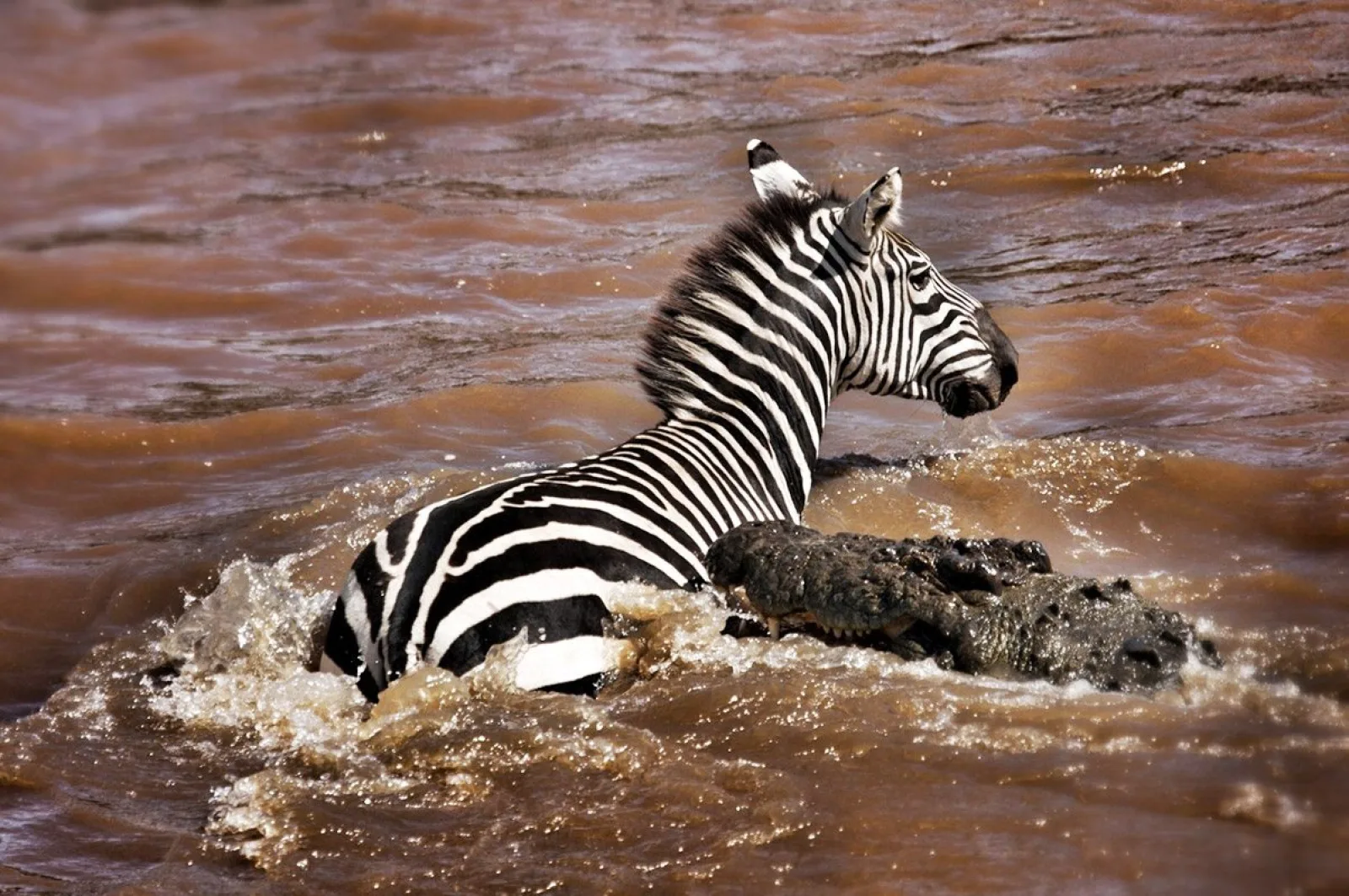 Safari in Ngorongoro