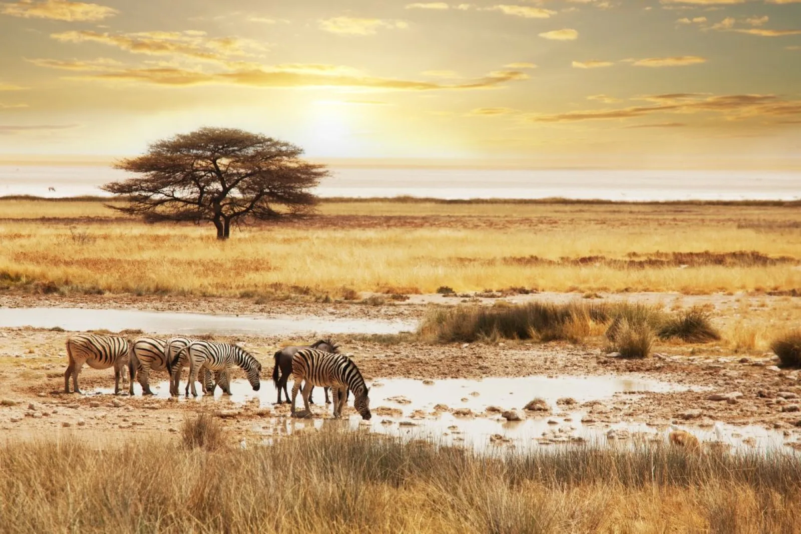 Safari in Ngorongoro