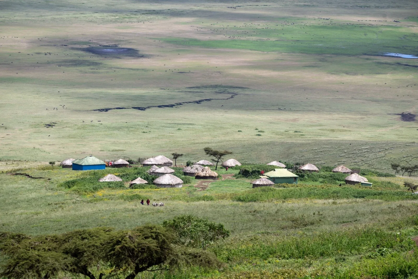 Safari in Ngorongoro