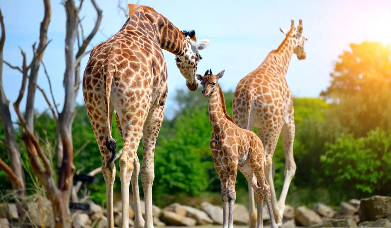 Safari in Ngorongoro