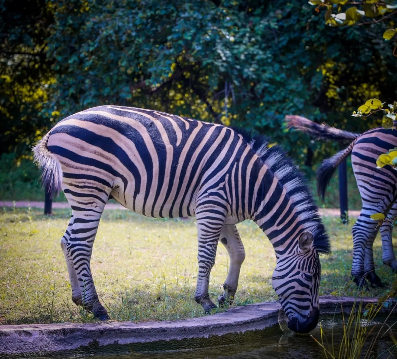 Safari in Ngorongoro
