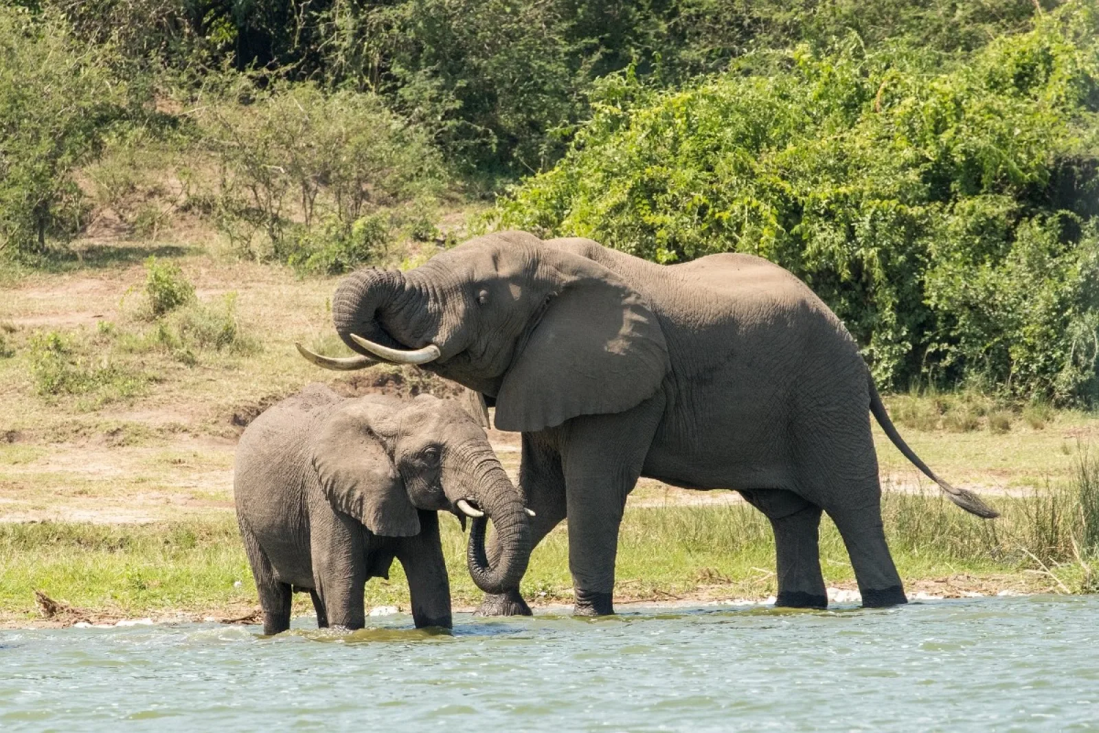 Safari in Queen Elizabeth