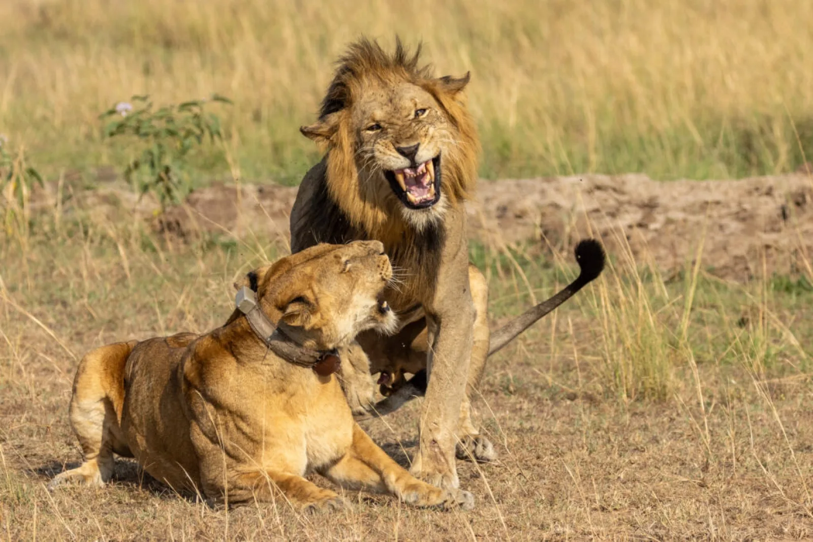 Safari in Queen Elizabeth National Park