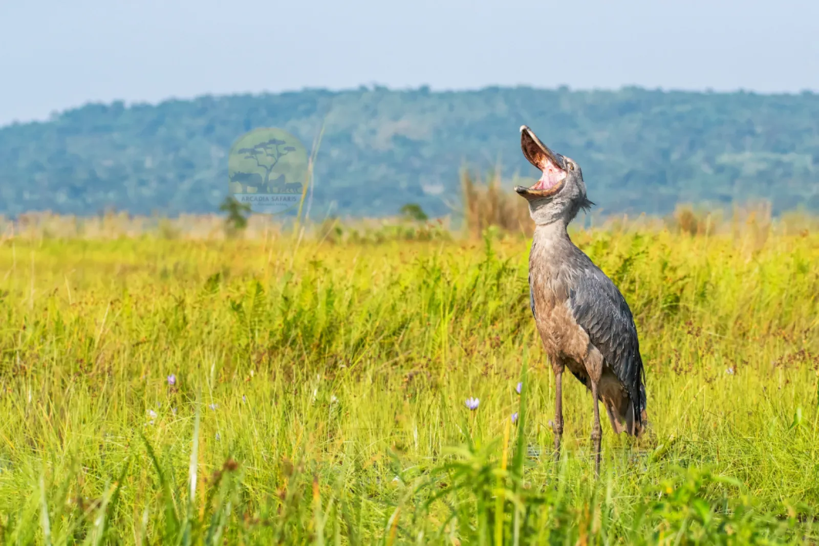 Safari in Queen Elizabeth National Park