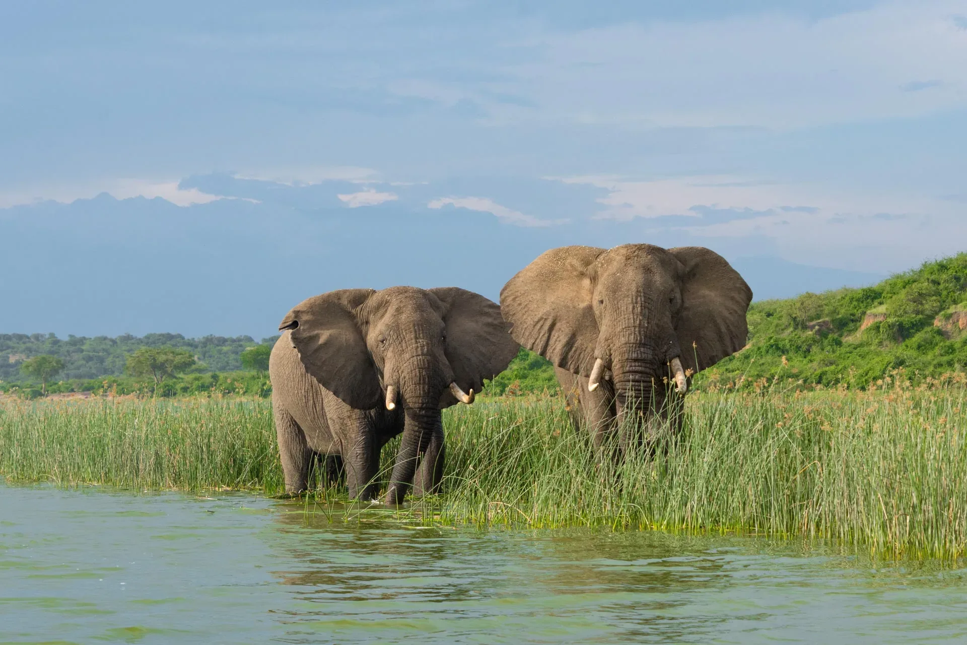 Safari in Queen Elizabeth National Park