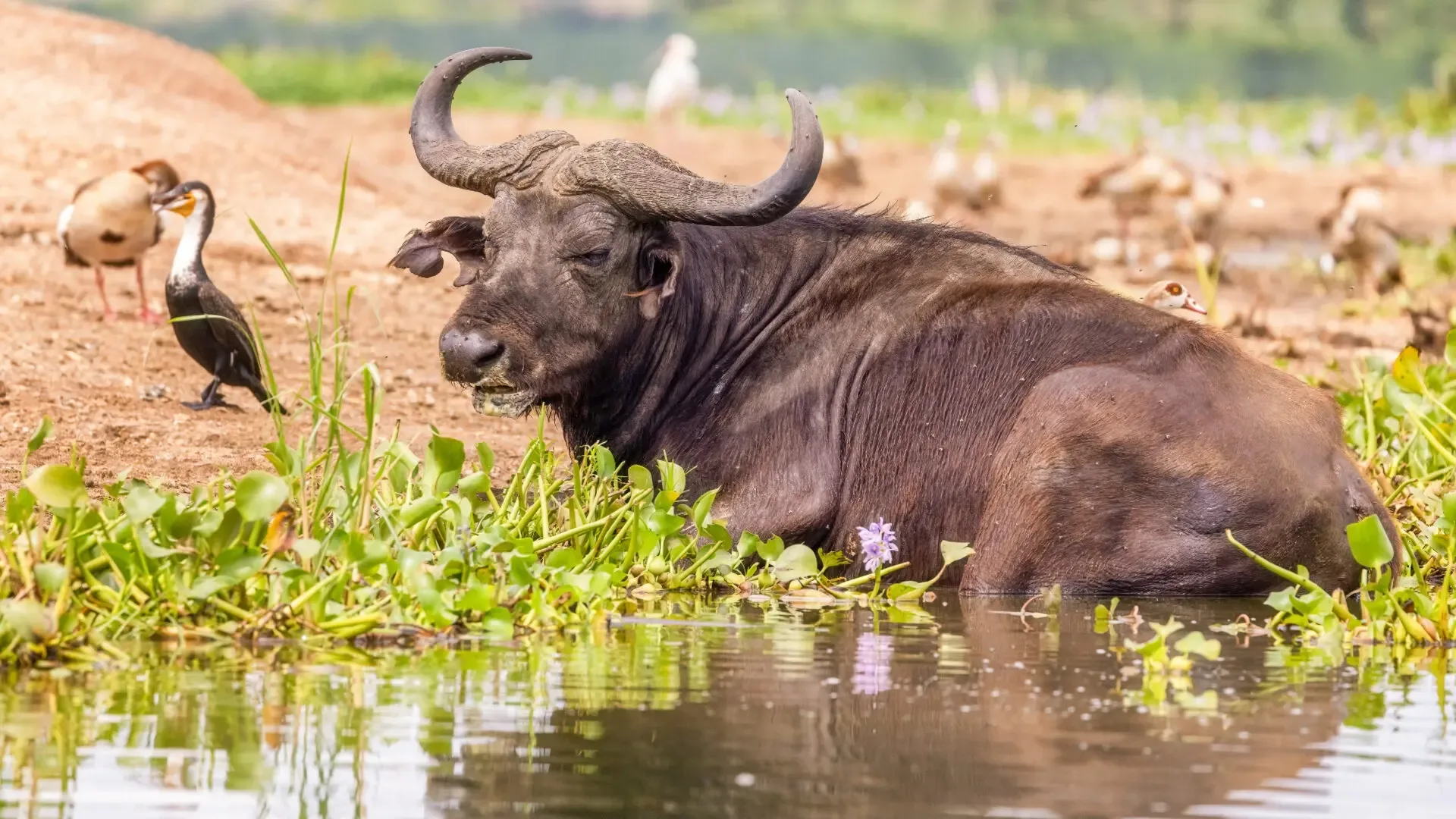 Safari in Queen Elizabeth National Park