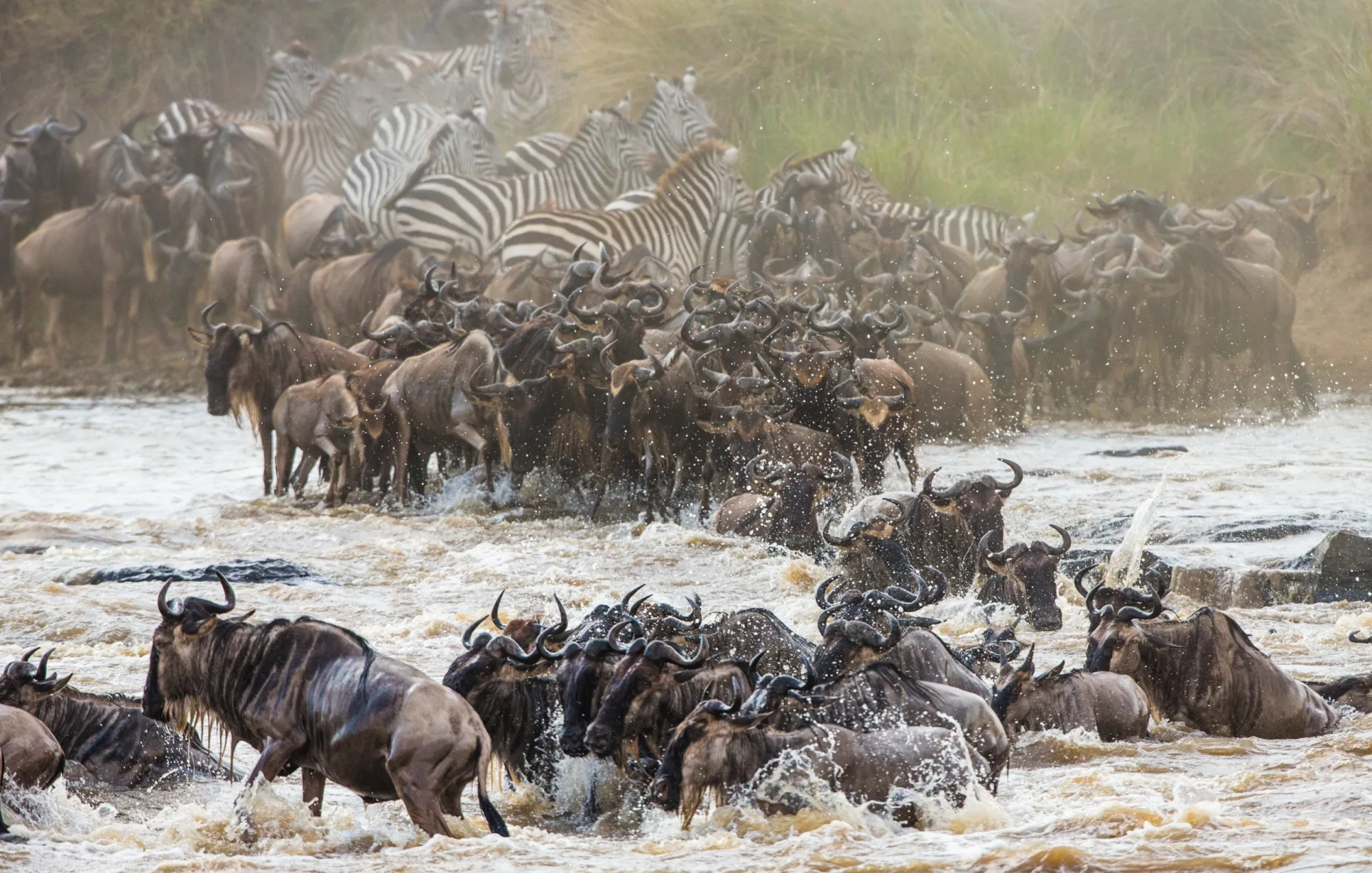 Safari in Serengeti