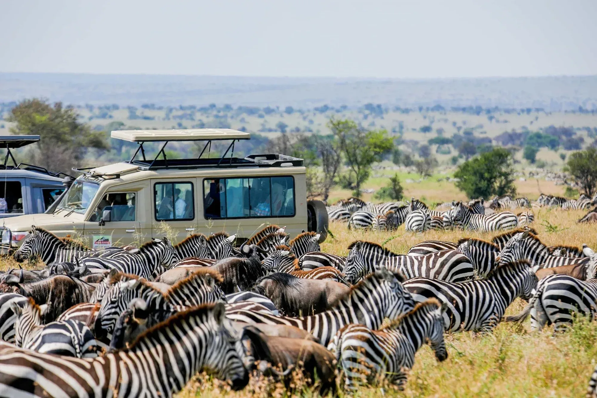 Safari in Serengeti