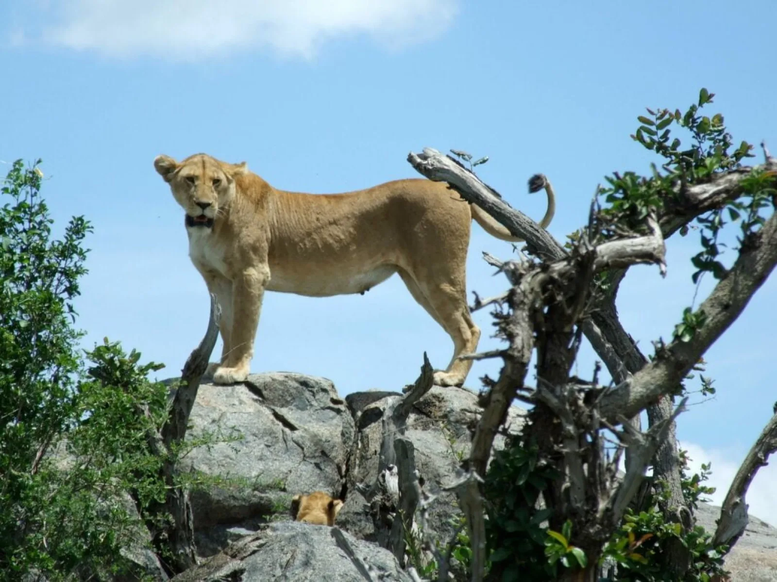 Safari in Serengeti