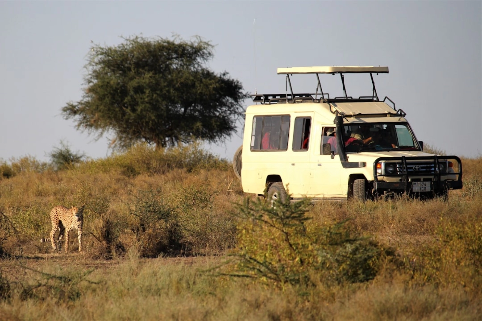 Safari in Serengeti