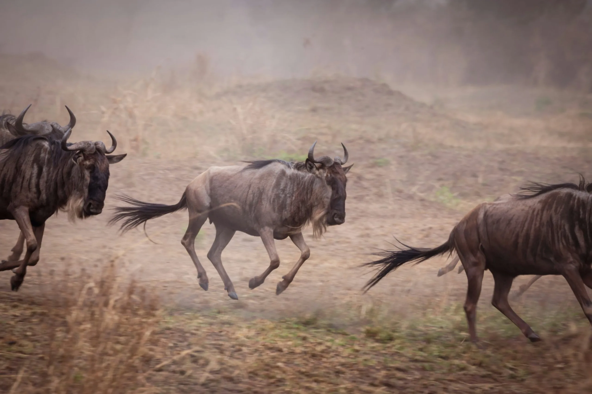 Safari in Serengeti