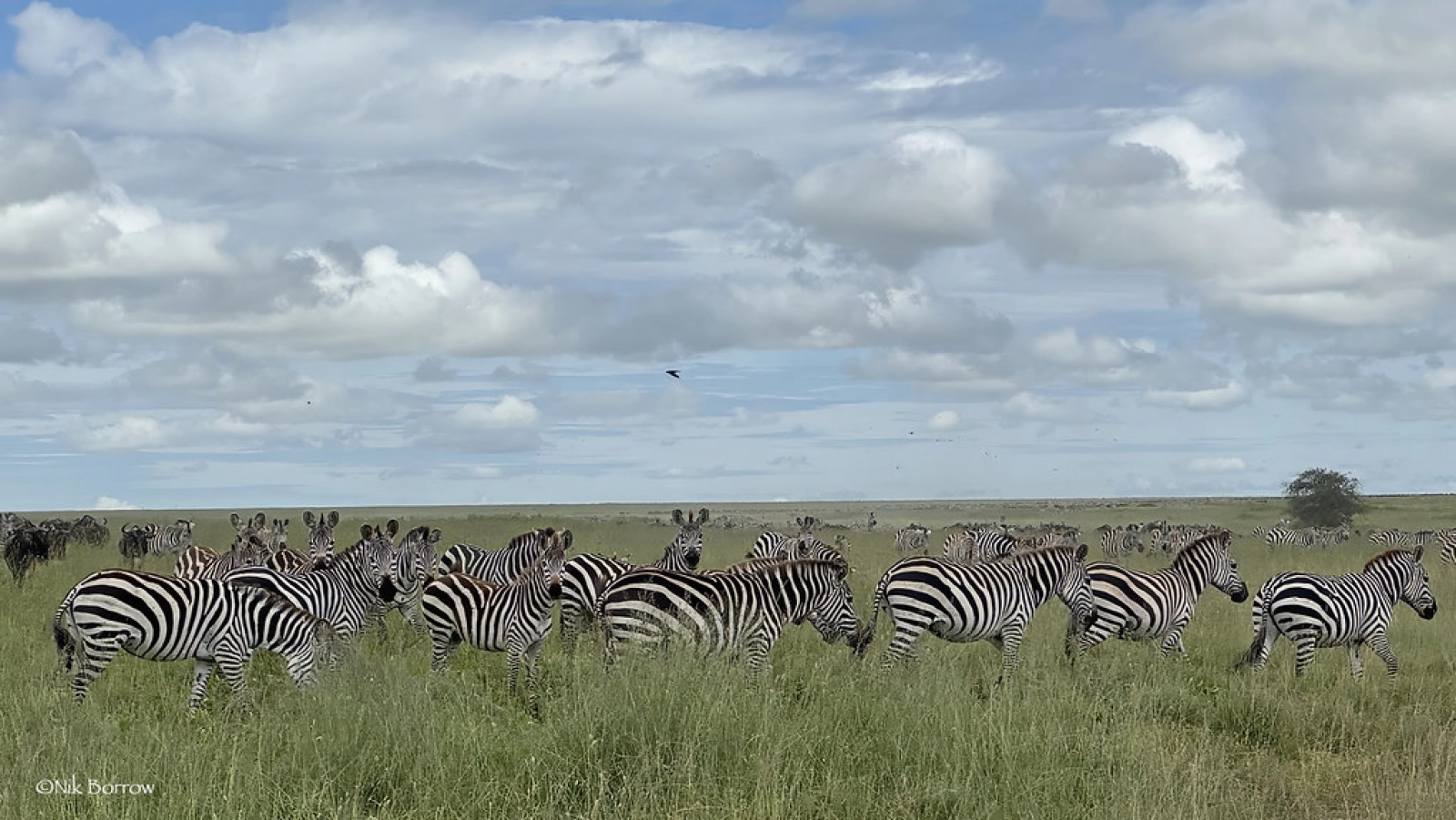 Safari in Serengeti