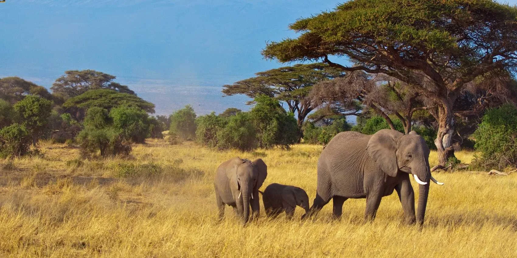 Safari in Serengeti