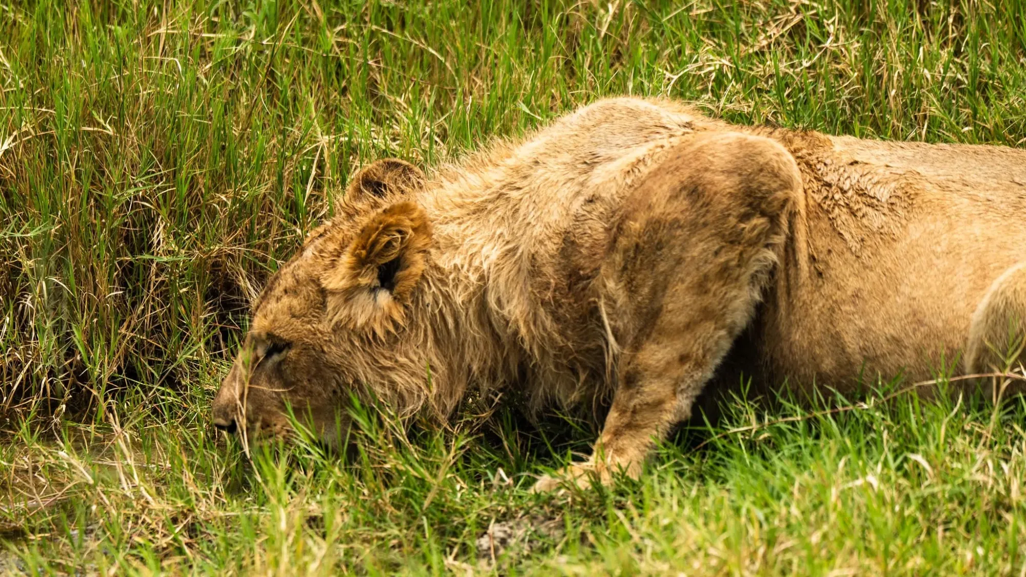 Safari in Serengeti