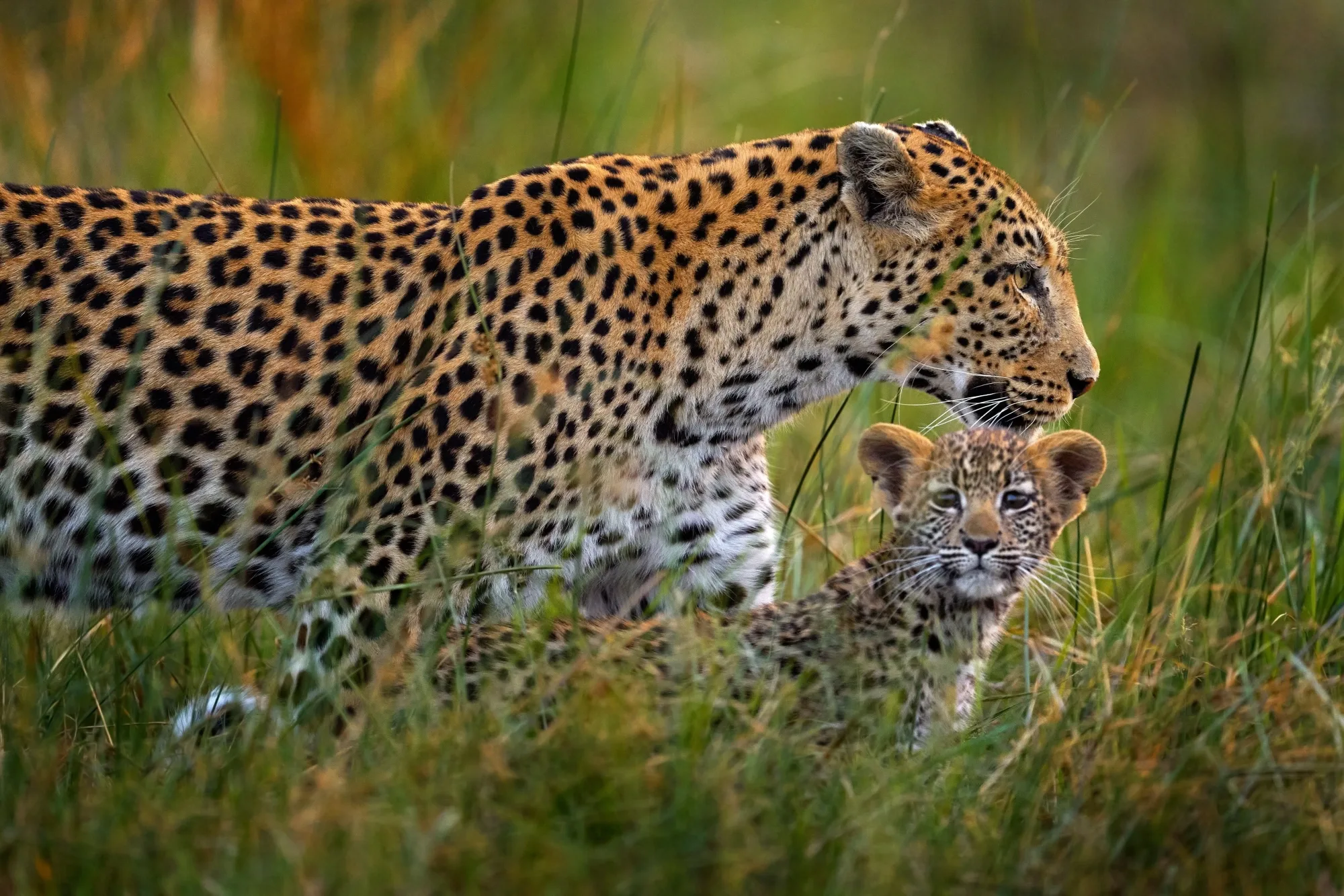 Safari in Serengeti