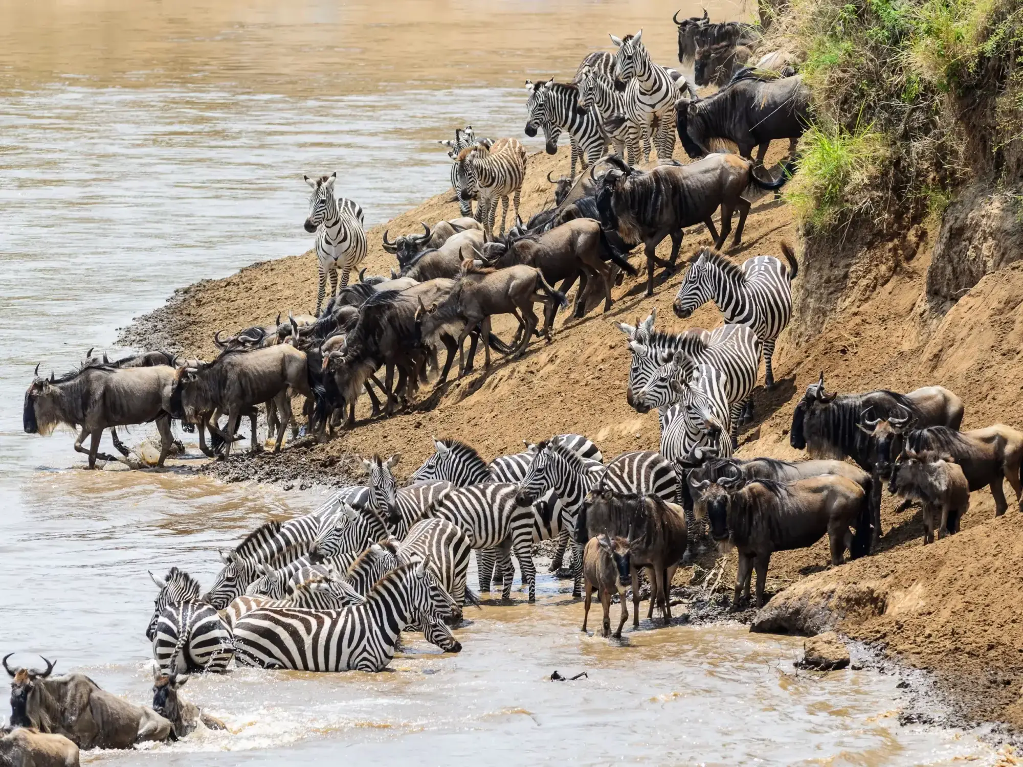 Safari in Serengeti