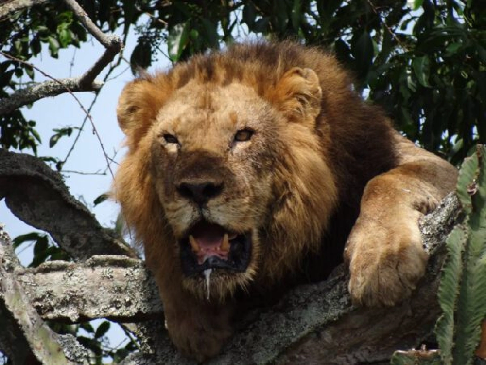 Safari in Uganda