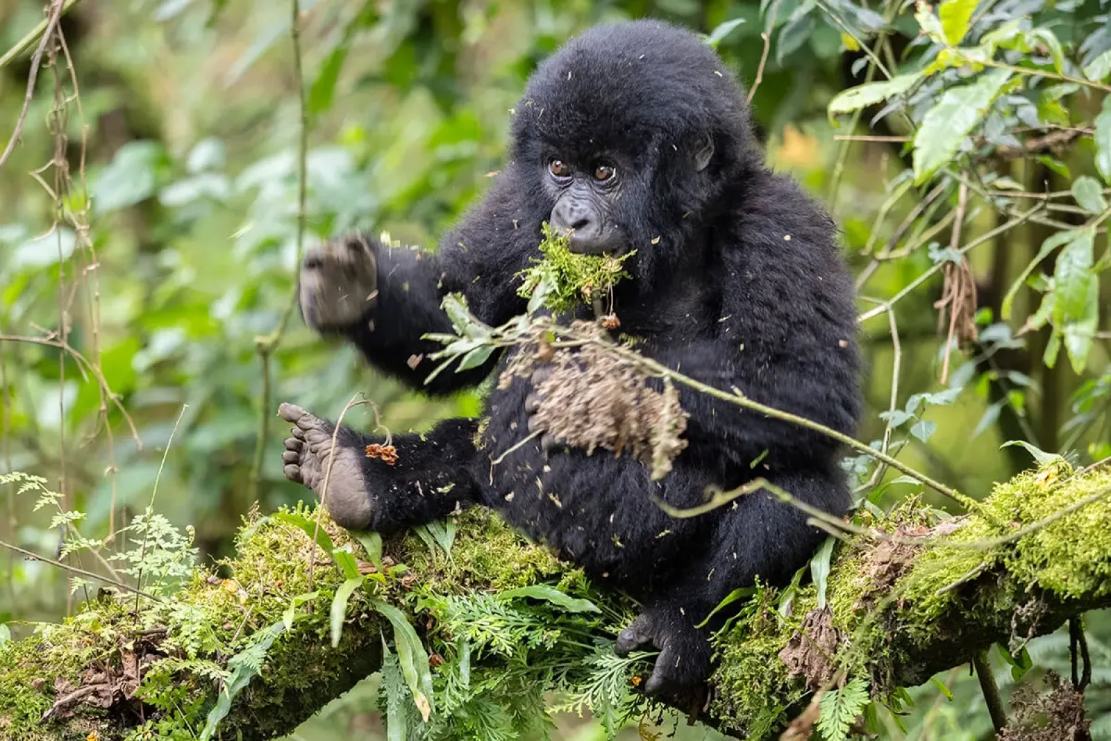Safari in Uganda