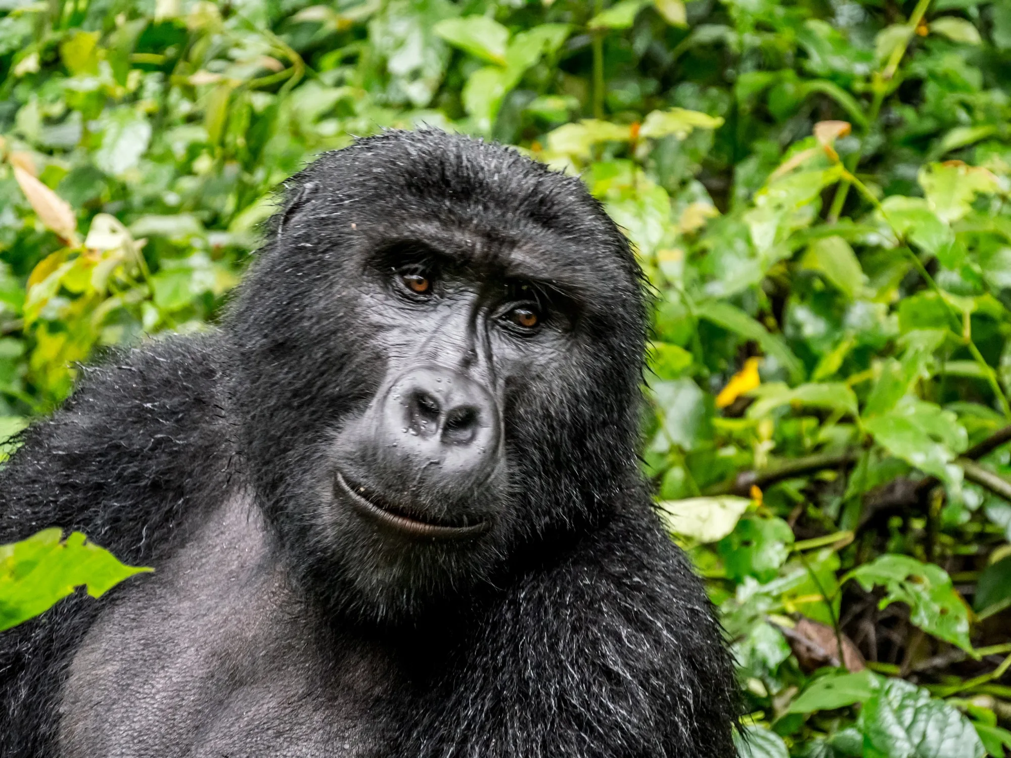 Safari in Uganda