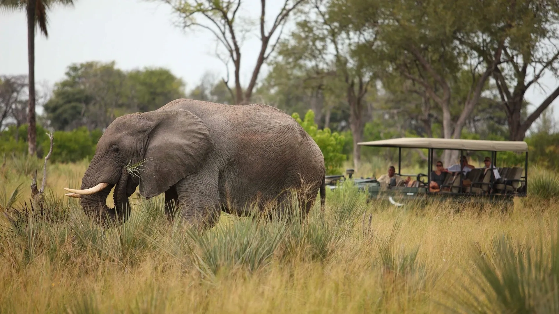 Safari in Uganda
