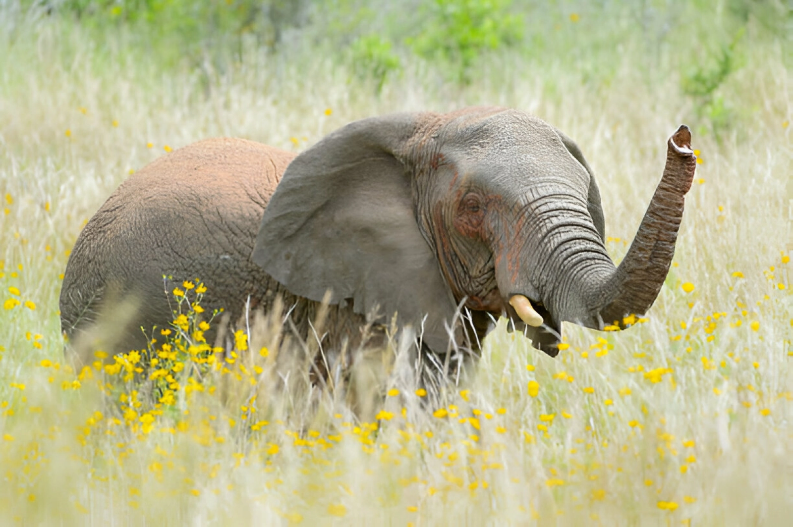 Safari in Uganda