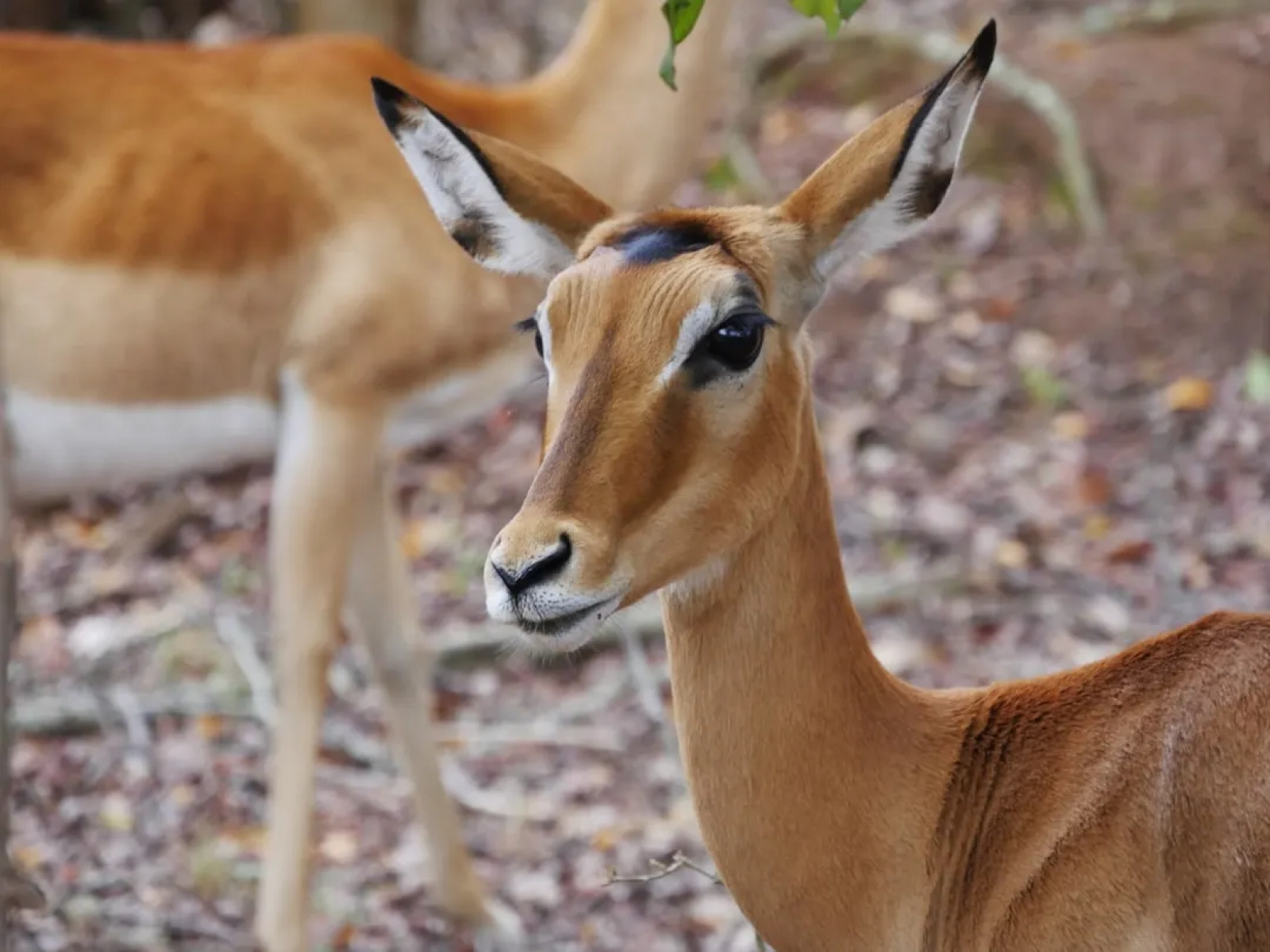 Safari in Uganda
