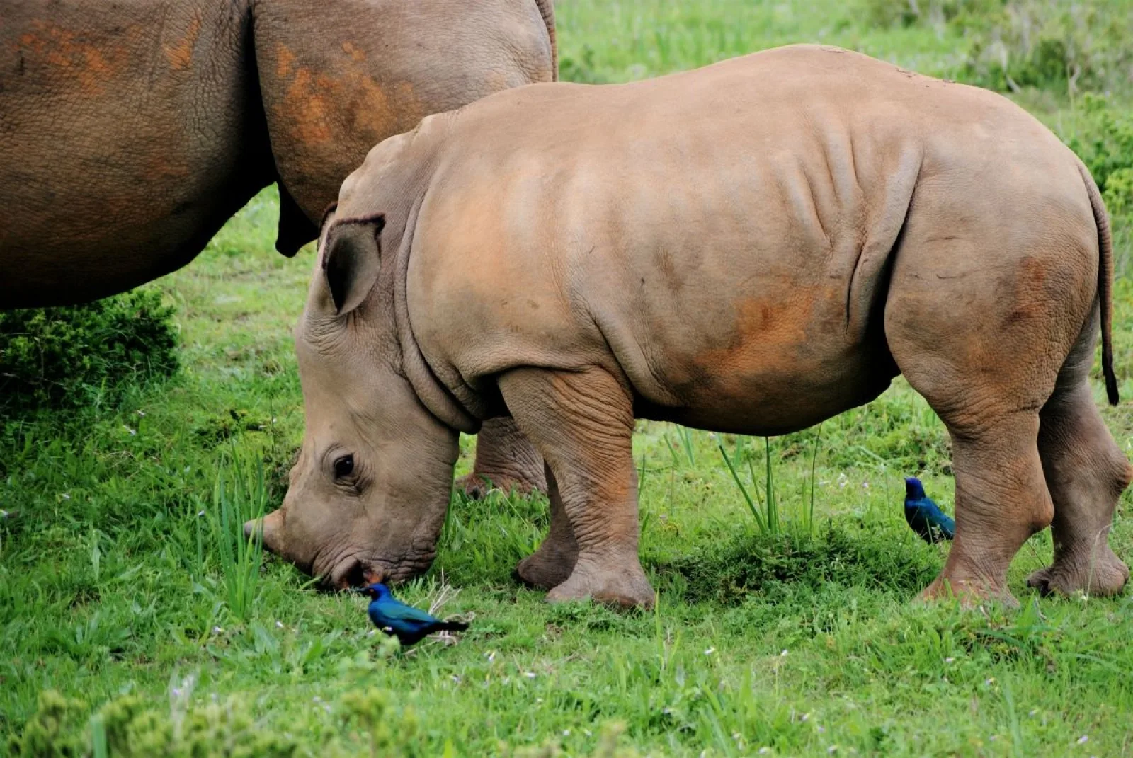 Safari in Uganda