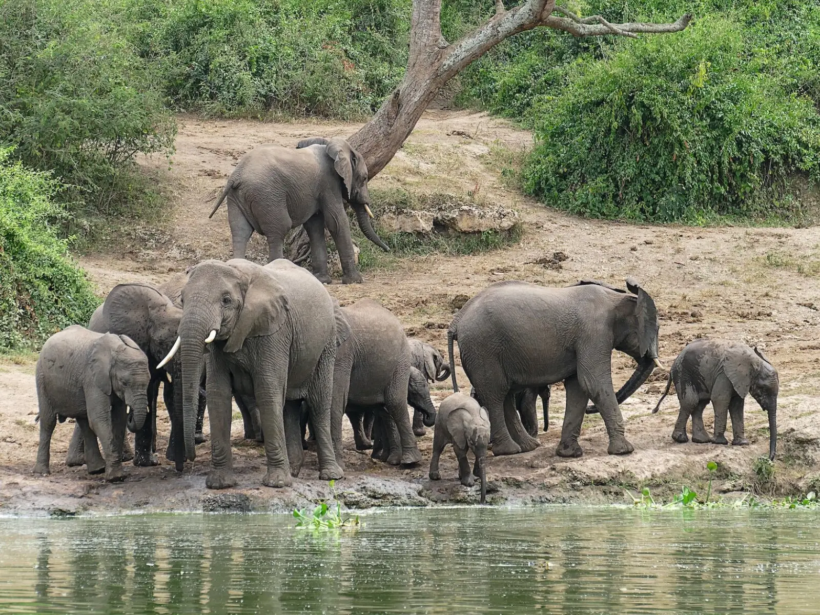Safari in Uganda