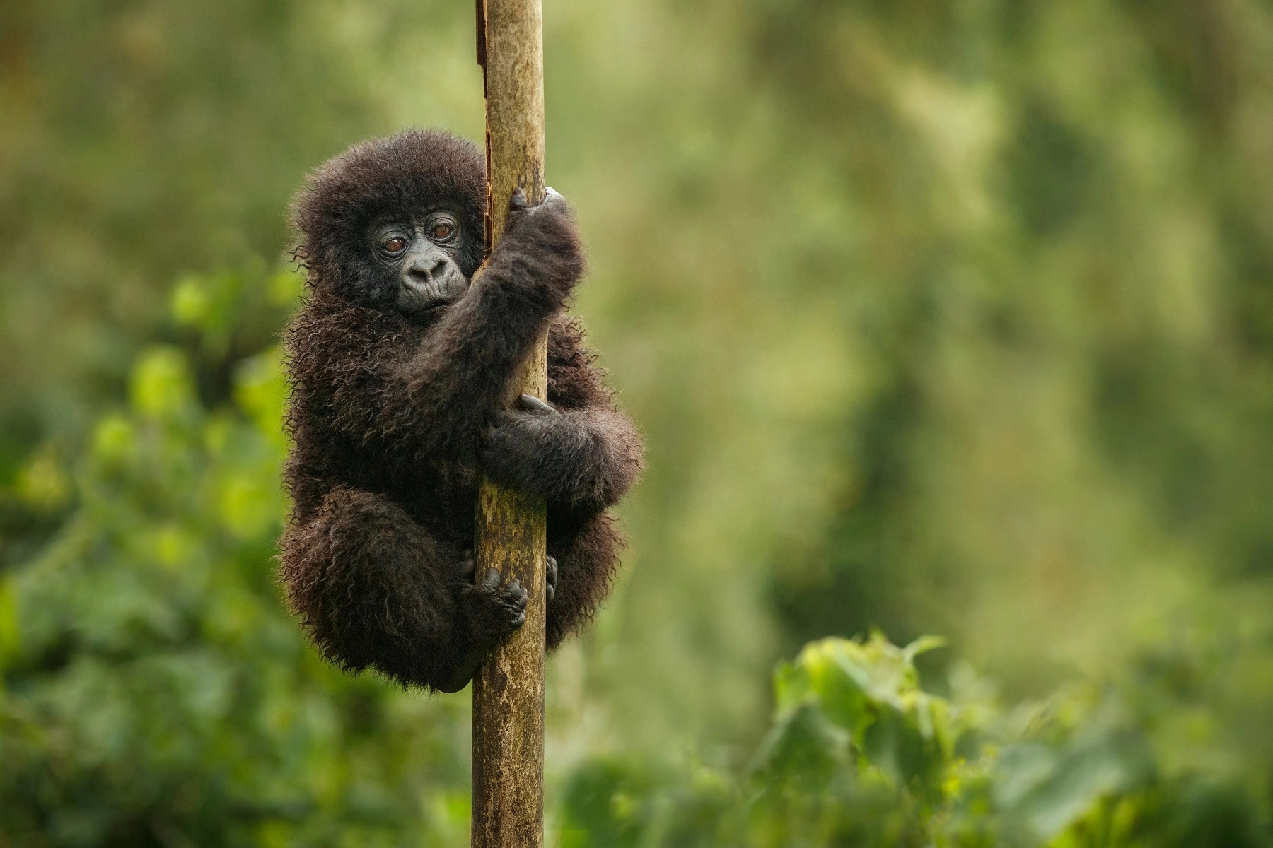 Safari in Uganda