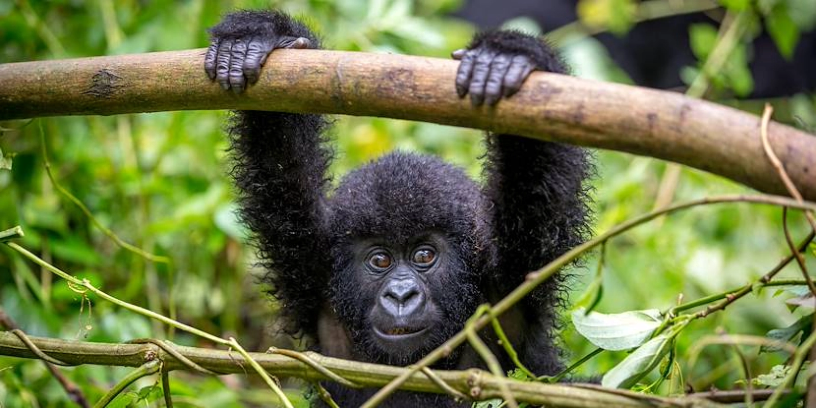 Safari in Uganda