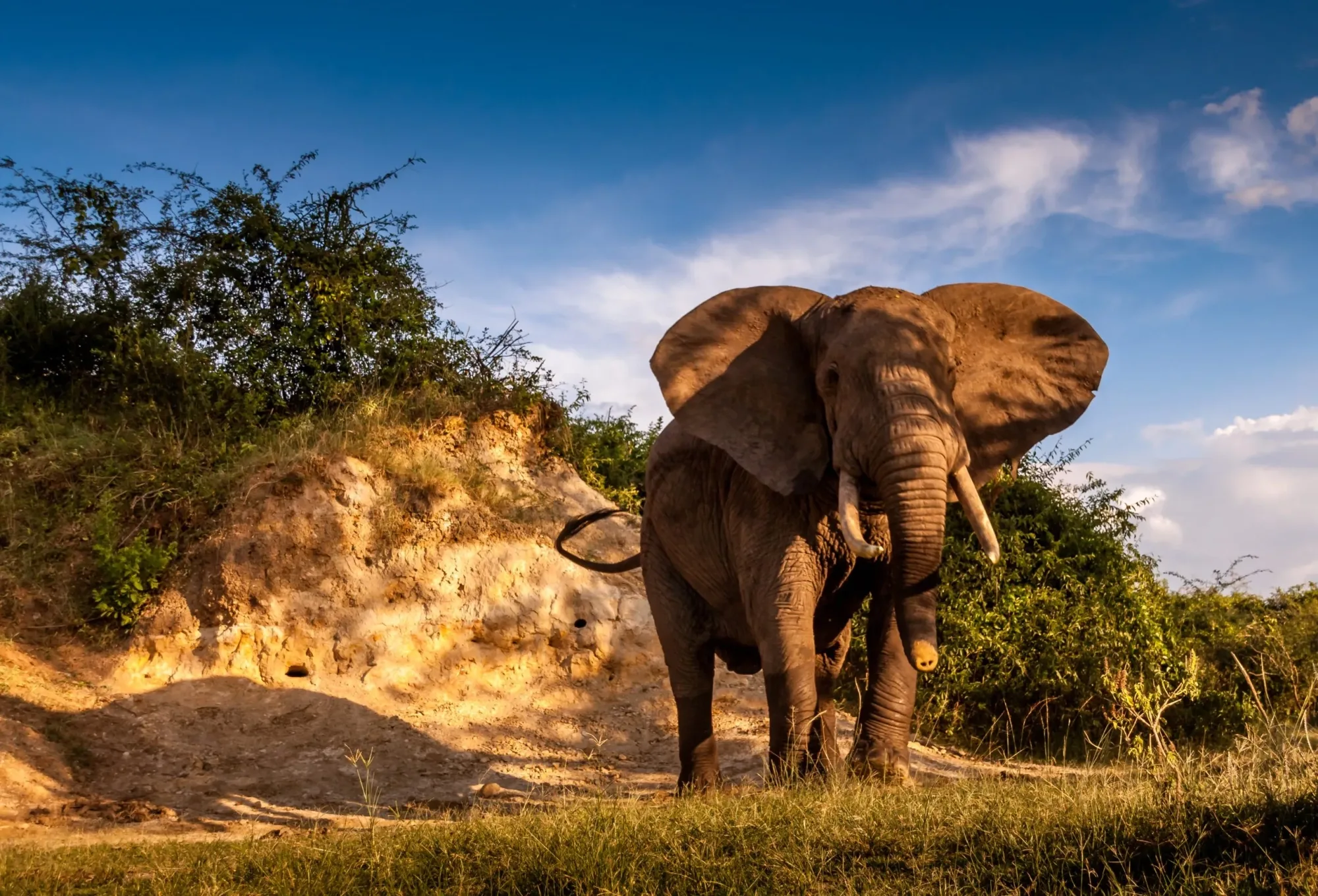 Safari in Uganda