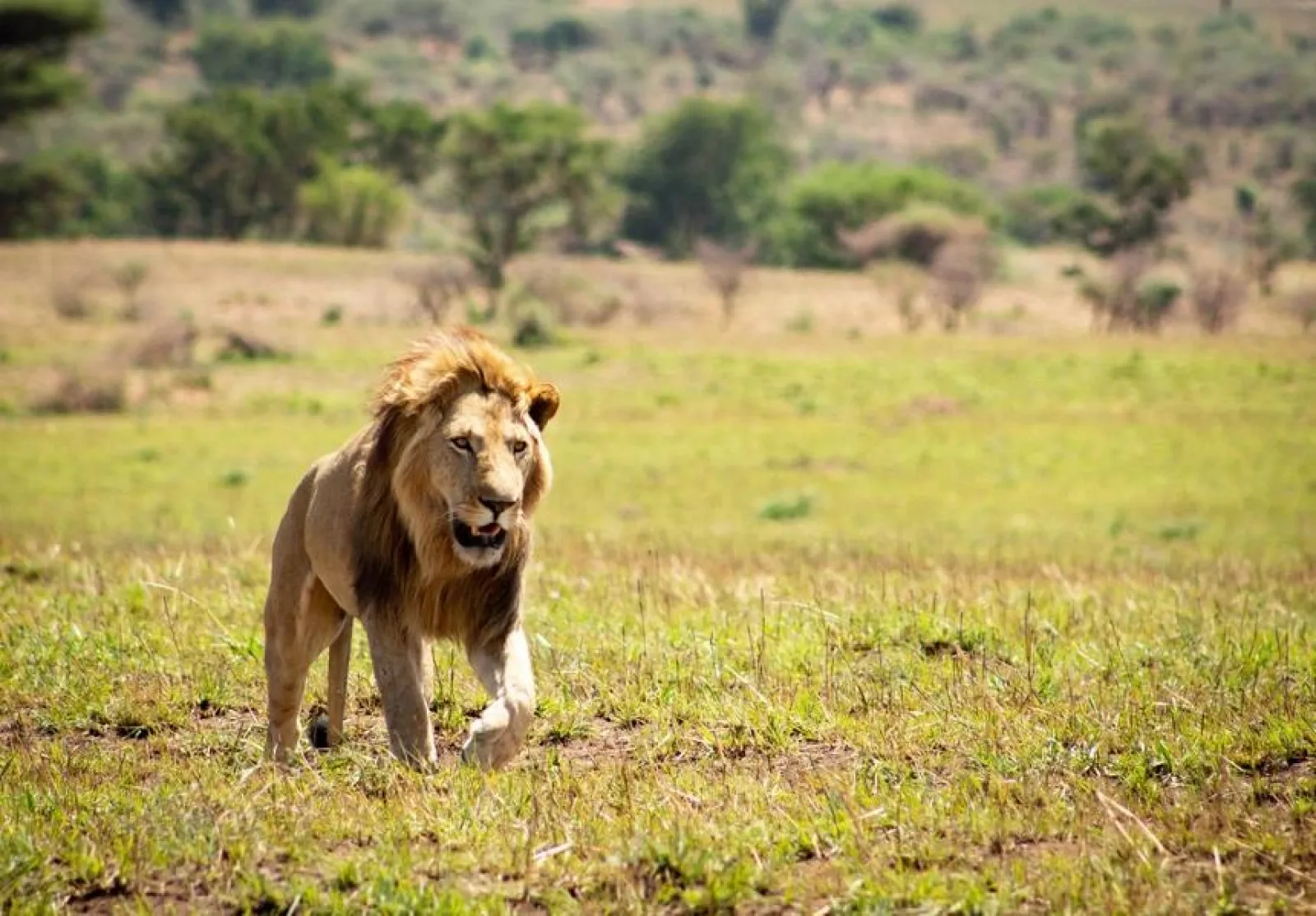 Safari in Uganda