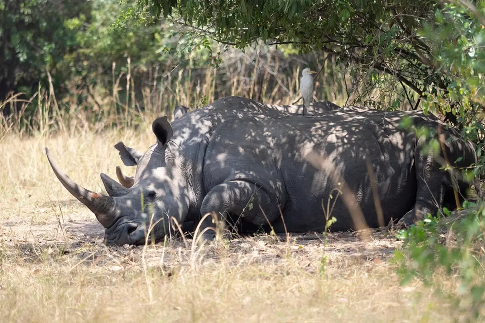 Safari in Uganda