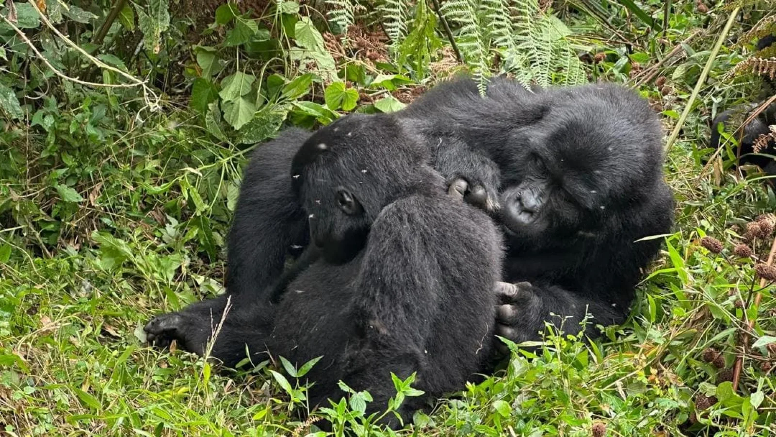 Safari in Uganda
