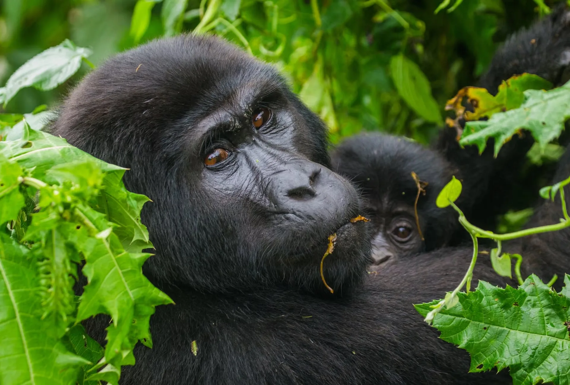 Safari in Uganda