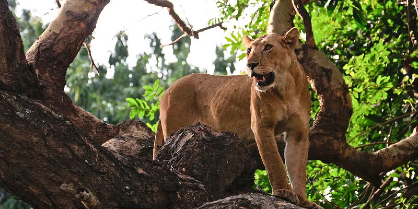 Safari in Uganda