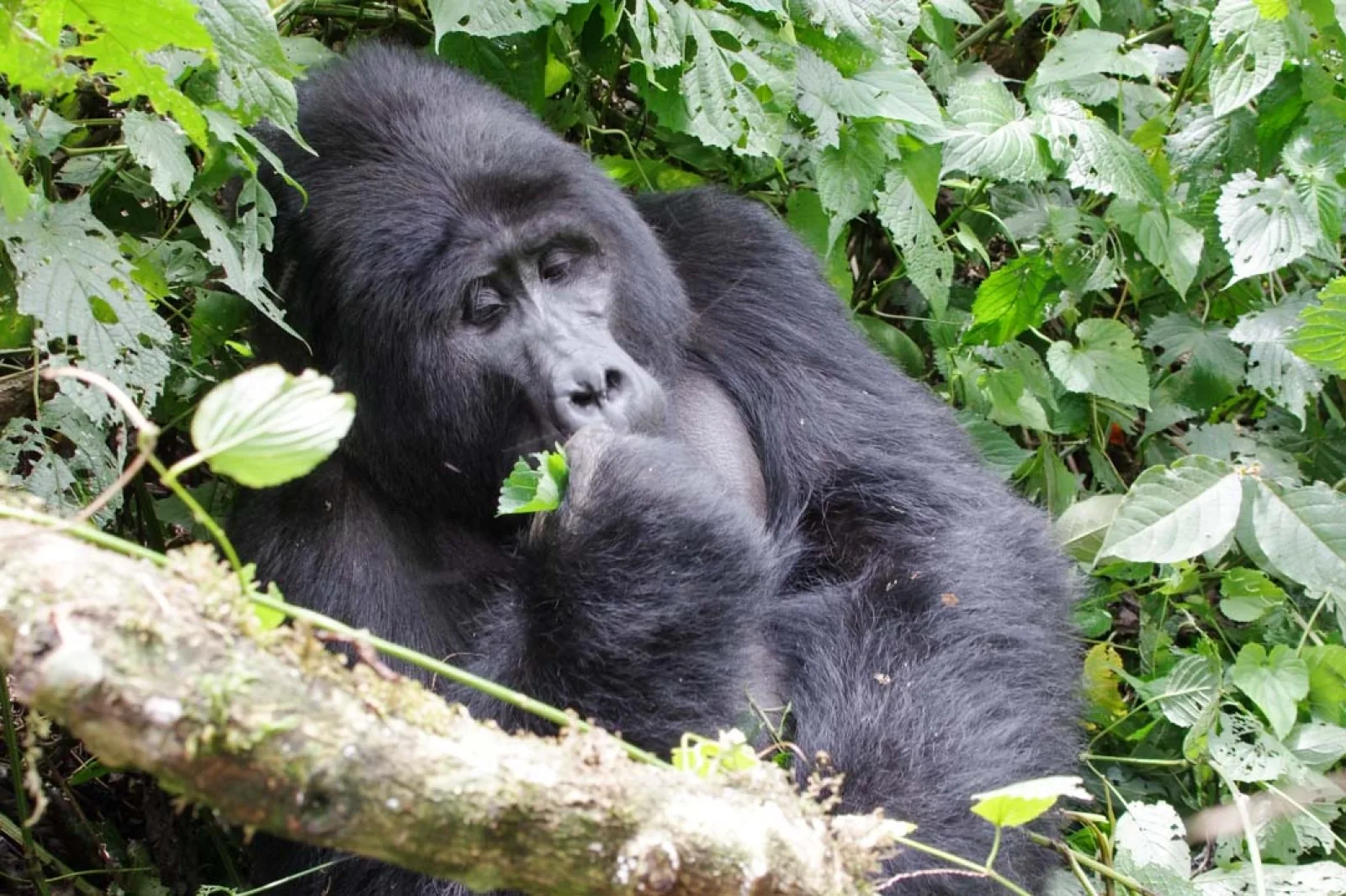 Safari in Uganda