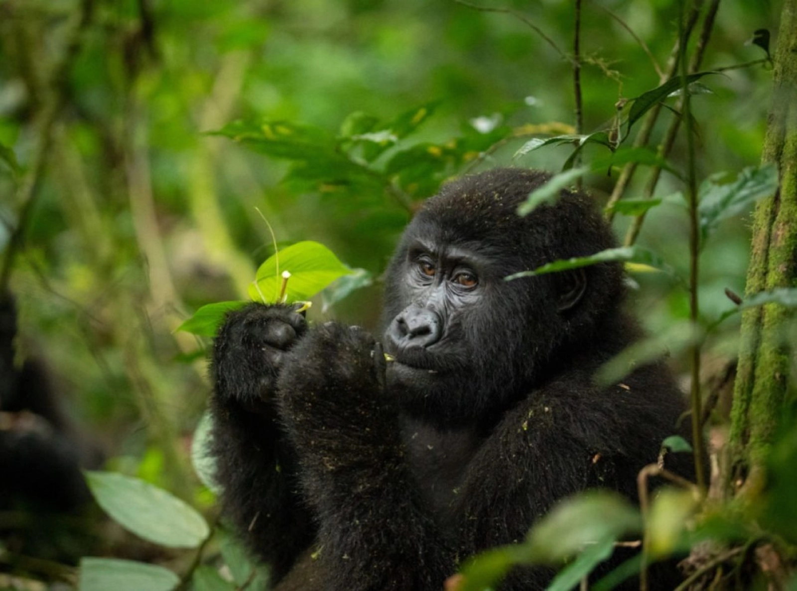 Safari in Uganda